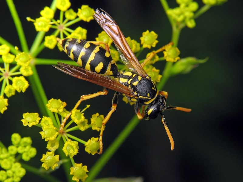 Polistes